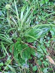 Plantago asiatica