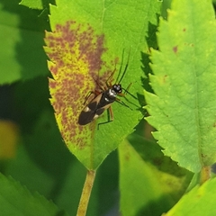 Globiceps flavomaculatus