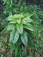 Lobelia davidii