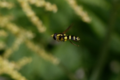 Xanthogramma pedissequum