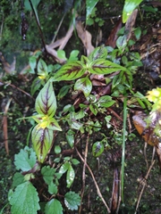 Lysimachia melampyroides