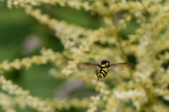 Xanthogramma pedissequum