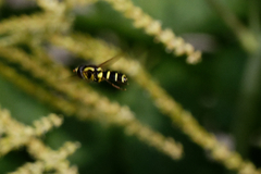 Xanthogramma pedissequum