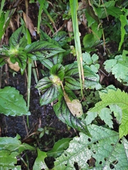 Lysimachia melampyroides