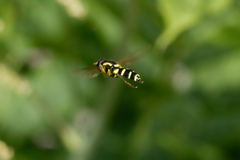 Xanthogramma pedissequum