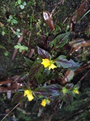 Lysimachia melampyroides