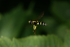 Xanthogramma pedissequum