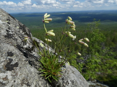 Silene paucifolia