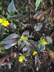 Lysimachia melampyroides