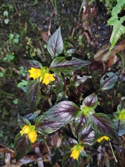 Lysimachia melampyroides