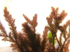 Pterosiphonia complanata