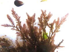 Pterosiphonia complanata