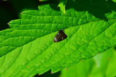 Menesta tortriciformella