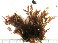 Pterosiphonia complanata