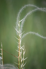 Stipa borysthenica