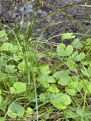 Viola epipsila