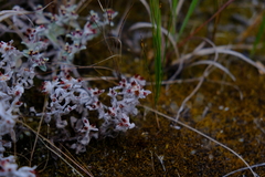 Helichrysum tinctum