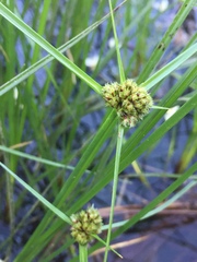 Cyperus blepharoleptos