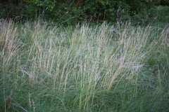 Stipa borysthenica