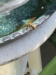 Polistes dominula