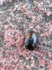 Histeroidea