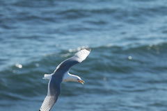 Rissa tridactyla tridactyla