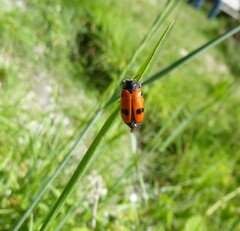 Clytra quadripunctata