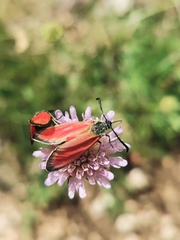 Zygaena rubicundus