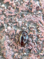 Histeroidea