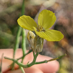 Coincya monensis cheiranthos