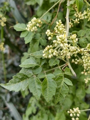Serjania brachycarpa