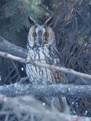 Asio otus