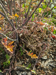 Coincya monensis cheiranthos