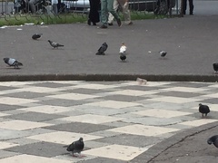 Columba livia