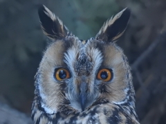 Asio otus
