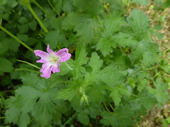 Geranium versicolor