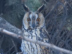 Asio otus