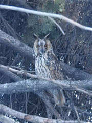 Asio otus
