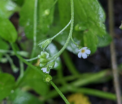 Myosotis secunda