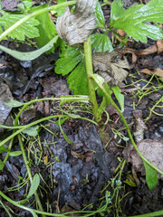 Myosotis secunda