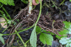 Myosotis secunda