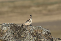 Lagopus muta islandorum