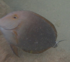 Acanthurus nigroris