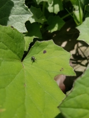 Tutelina similis