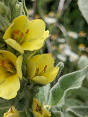 Verbascum thapsus thapsus