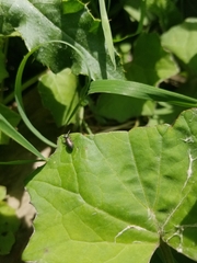 Tutelina similis