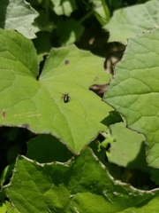 Tutelina similis