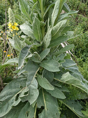 Verbascum thapsus thapsus