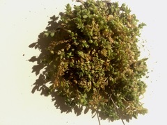 Stellaria parva