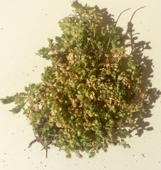 Stellaria parva